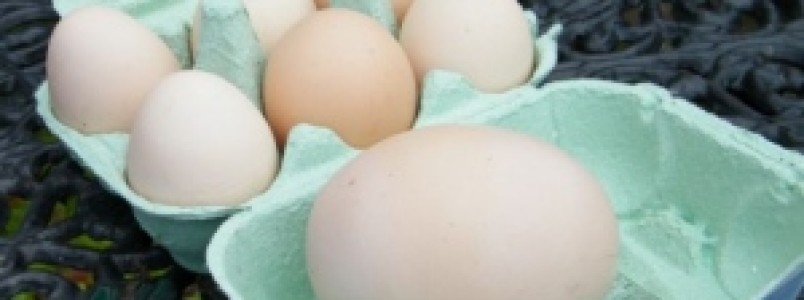 Confira sete alimentos que ajudam a queimar gordura